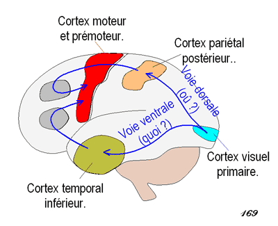 voie visuelle ventrale et dorsale