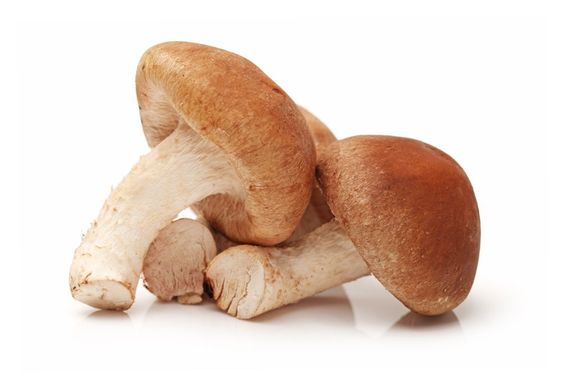 champignon Zinc