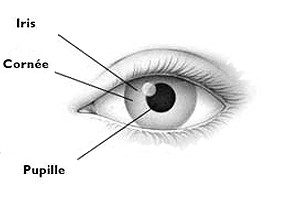 Qu'est-ce qui donne la couleur des yeux?